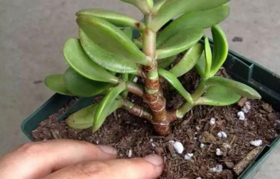 虹之玉的繁殖方法大全，虹之玉怎么葉插繁殖？