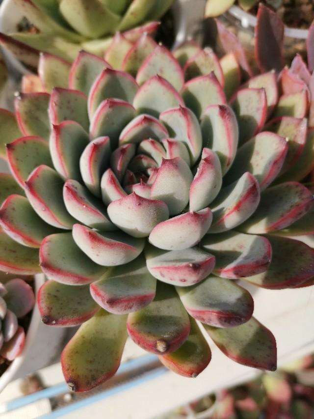 虹之玉怎么澆水，黃麗多肉植物圖片？