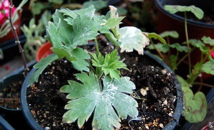 飛燕草的種植方法，冬天能過(guò)冬嗎，大花飛燕草怎么過(guò)冬？