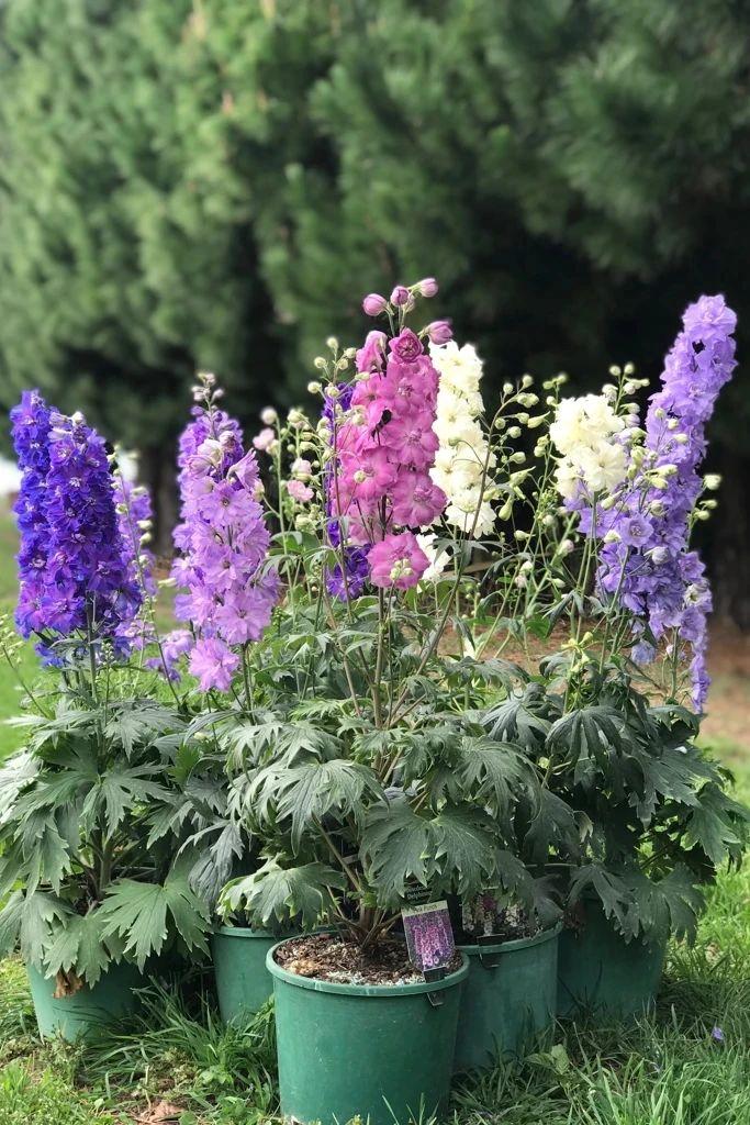 飛燕草的種植方法，冬天能過(guò)冬嗎，大花飛燕草怎么過(guò)冬？