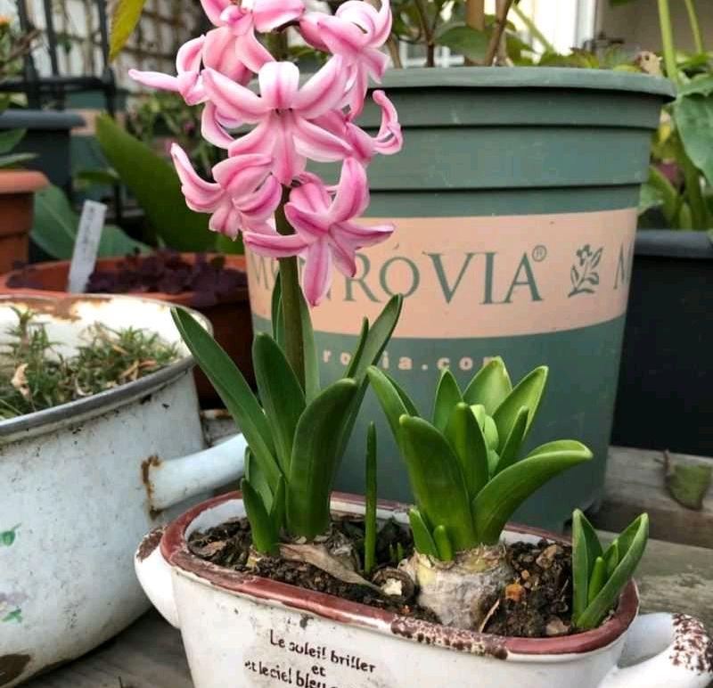 花朵凋謝后的風(fēng)信子怎么養，開(kāi)花后第二年還能開(kāi)花嗎，風(fēng)信子第二年能復花嗎？