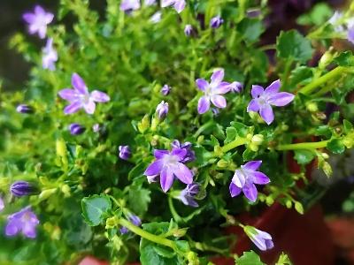 風(fēng)鈴草怎么施肥，風(fēng)鈴草的樣子？