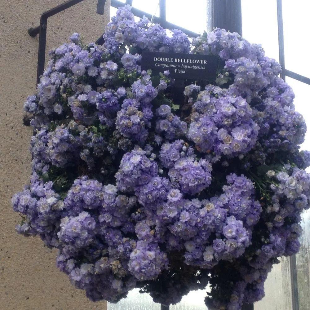 風(fēng)鈴草的繁殖方法，丹麥風(fēng)鈴草開(kāi)完花就不要了嗎？