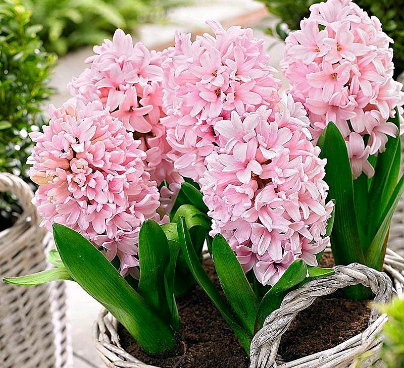 花朵凋謝后的風(fēng)信子怎么養，開(kāi)花后第二年還能開(kāi)花嗎，風(fēng)信子第二年能復花嗎？