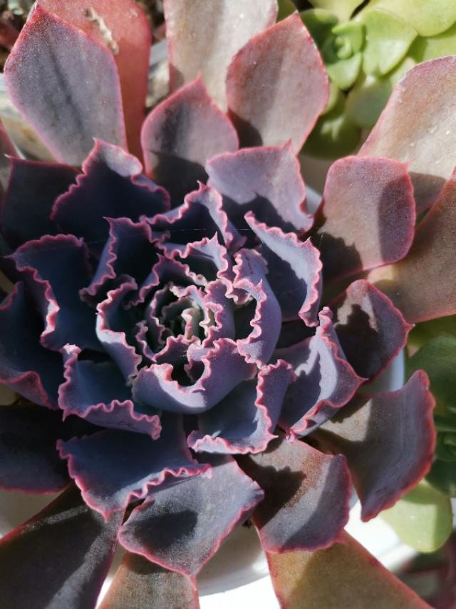 虹之玉怎么澆水，黃麗多肉植物圖片？