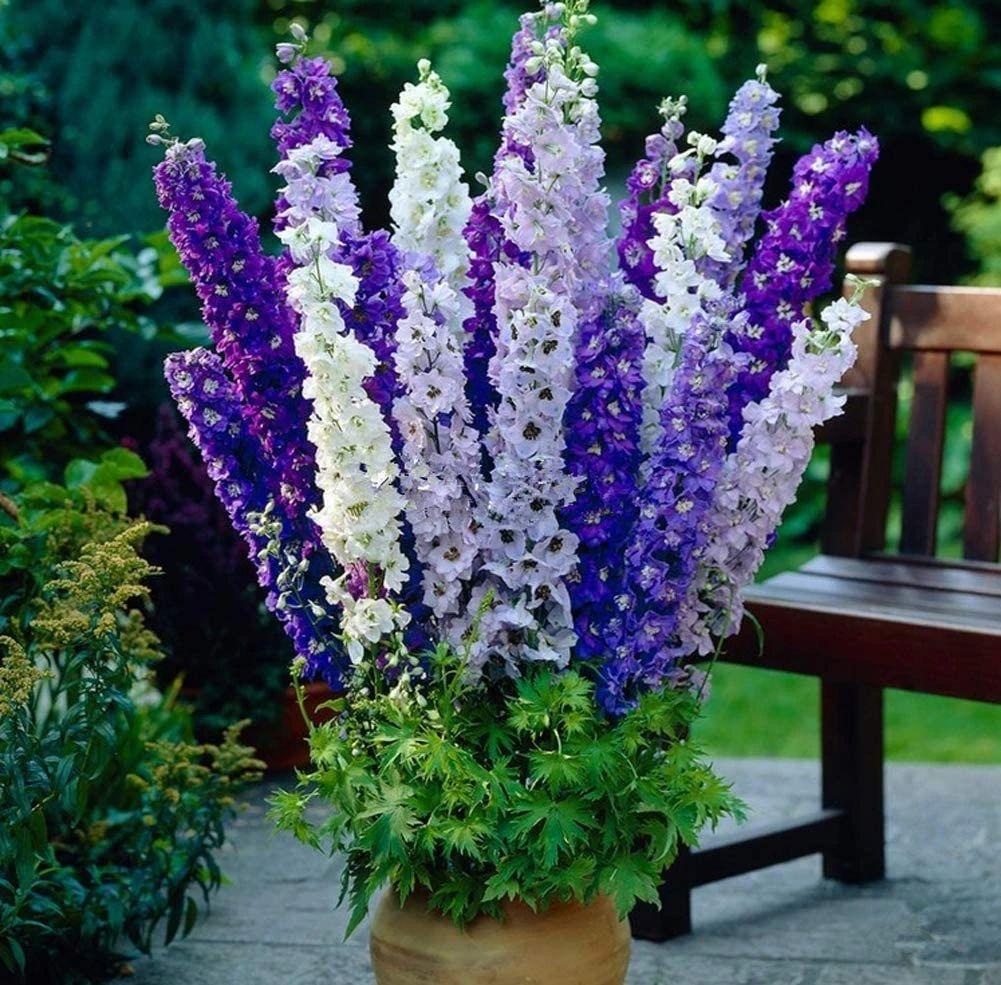 飛燕草的種植方法，冬天能過(guò)冬嗎，大花飛燕草怎么過(guò)冬？