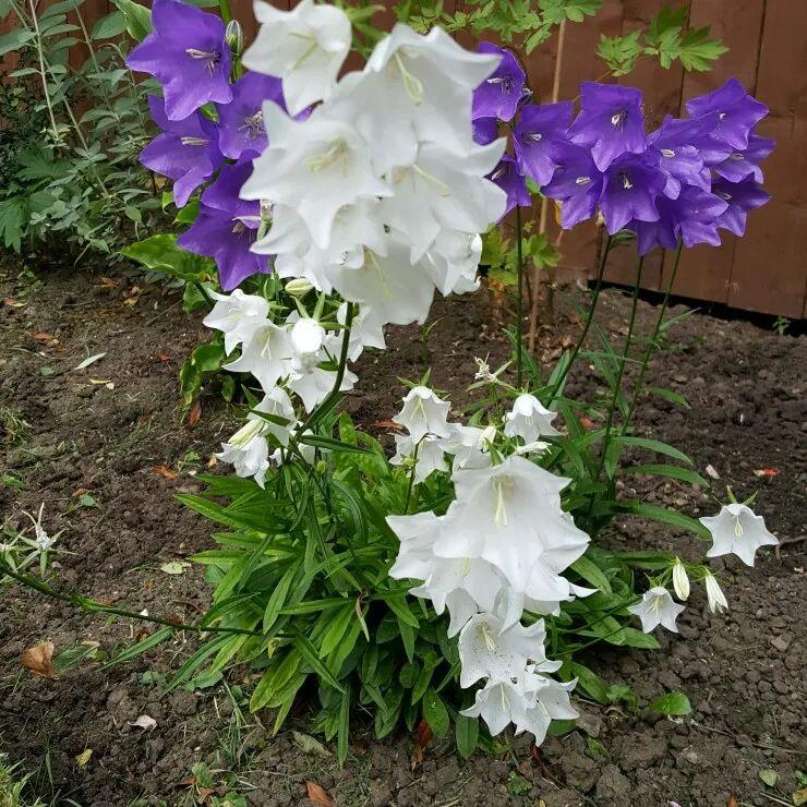 風(fēng)鈴草的繁殖方法，丹麥風(fēng)鈴草開(kāi)完花就不要了嗎？