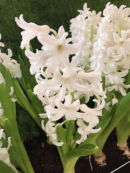 風(fēng)信子怎么度過(guò)冬天，冬天會(huì )被凍死嗎，風(fēng)信子冬季可以放室外？