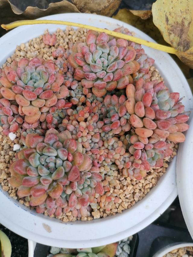 虹之玉怎么澆水，黃麗多肉植物圖片？