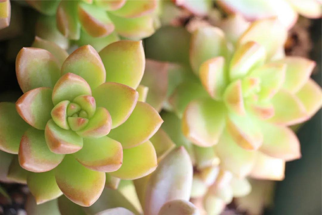 黃麗什么時(shí)候開(kāi)花，黃麗多肉怎么養才漂亮？