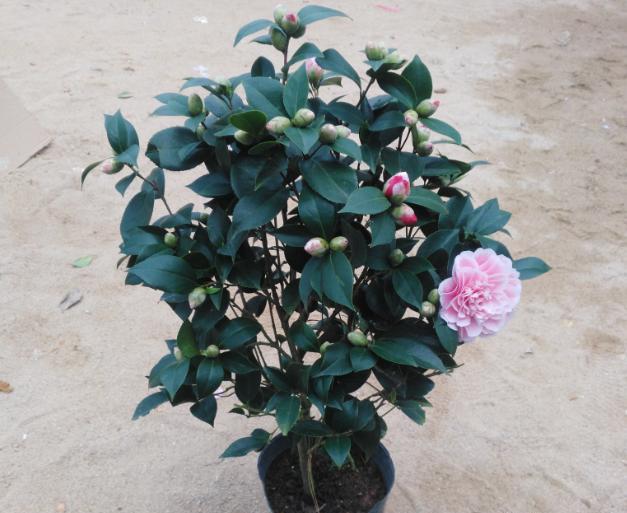 鳳仙花怎么修剪，什么季節可以修剪，鳳仙花哪個(gè)季節開(kāi)放？