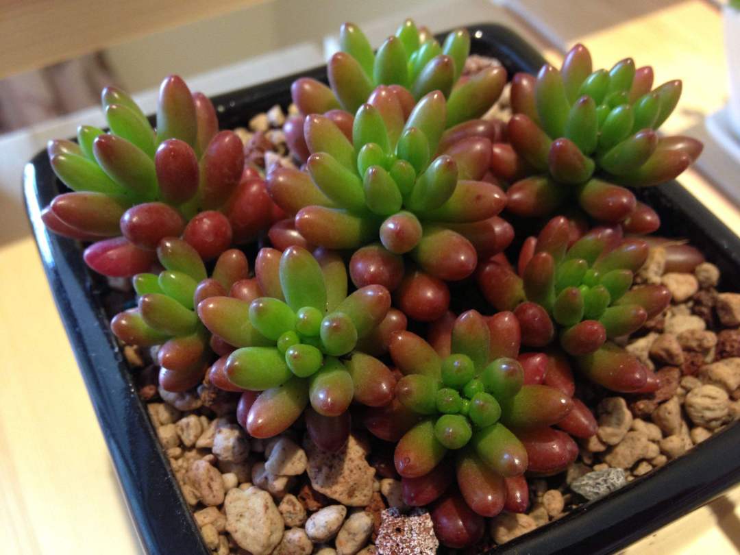 虹之玉徒長(cháng)怎么辦，虹之玉徒長(cháng)嚴重圖片？