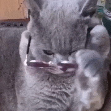 有價(jià)值三四百的貓嗎（三四百能買(mǎi)什么貓）