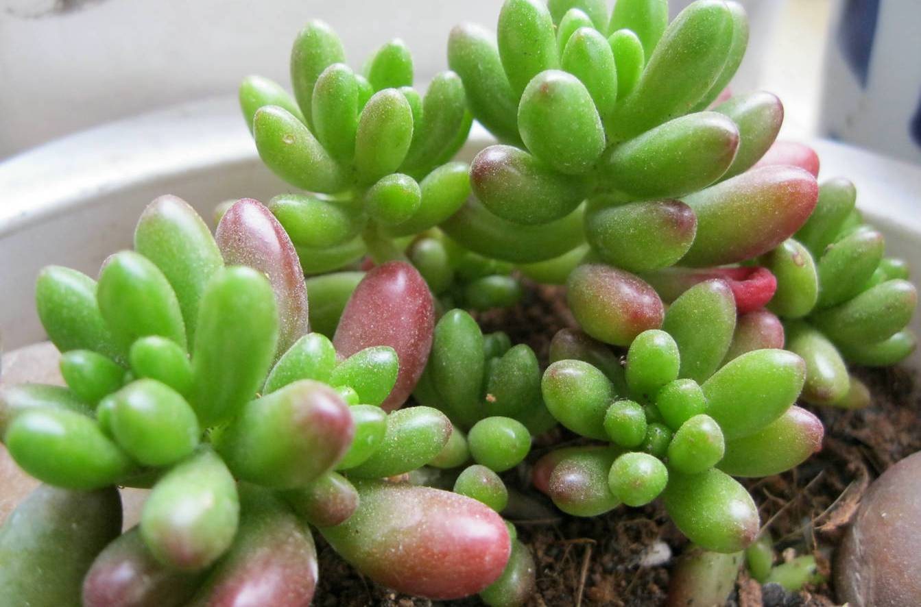 虹之玉徒長(cháng)怎么辦，虹之玉徒長(cháng)嚴重圖片？