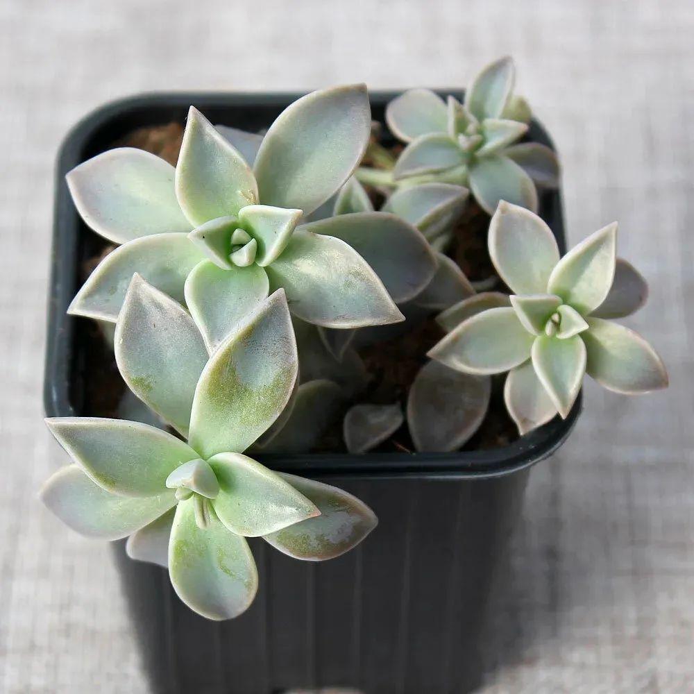 虹之玉的繁殖方法大全，虹之玉怎么葉插繁殖？