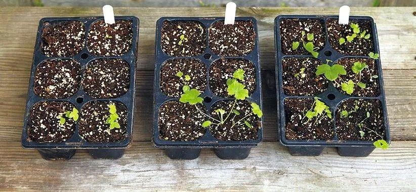 飛燕草的種植方法，冬天能過(guò)冬嗎，大花飛燕草怎么過(guò)冬？