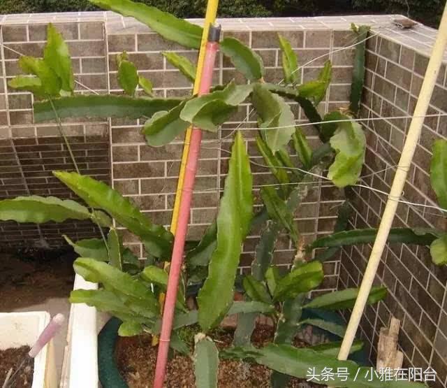 火龍果扦插后多久可以澆水，扦插多久結果，火龍果扦插后要澆水嗎？