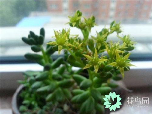 虹之玉開(kāi)花嗎，虹之玉開(kāi)花圖片欣賞？