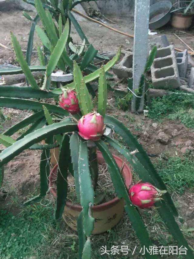 火龍果扦插后多久可以澆水，扦插多久結果，火龍果扦插后要澆水嗎？