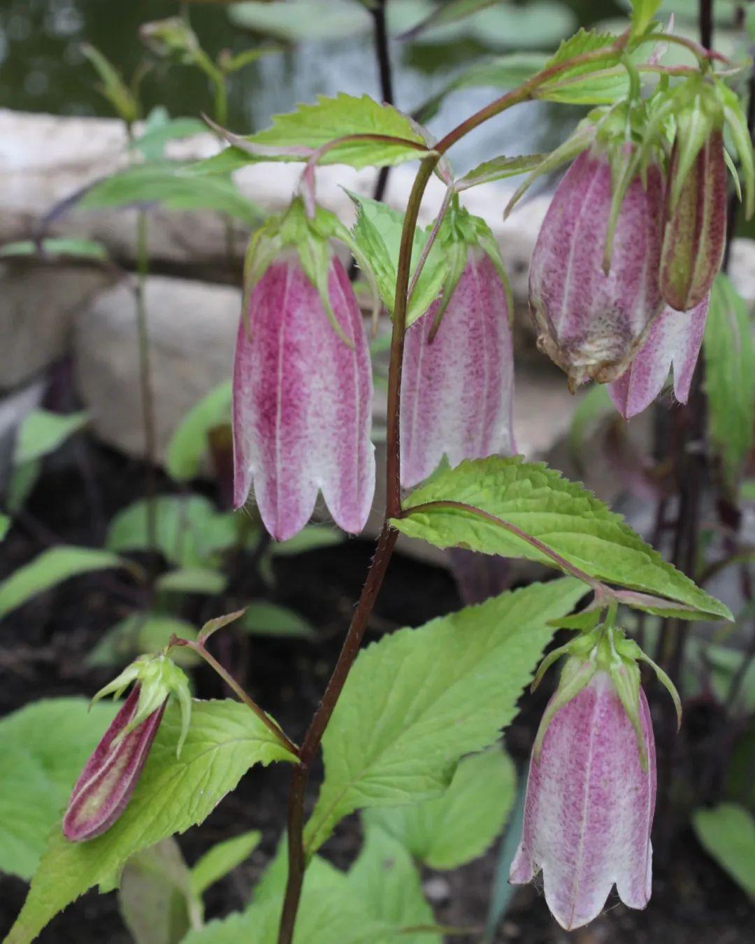 風(fēng)鈴草的繁殖方法，丹麥風(fēng)鈴草開(kāi)完花就不要了嗎？