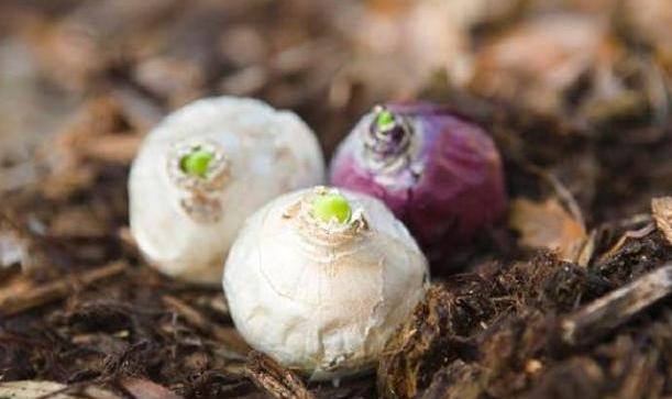 風(fēng)信子開(kāi)完花后怎么處理，怎么留種，風(fēng)信子土培好還水培好？