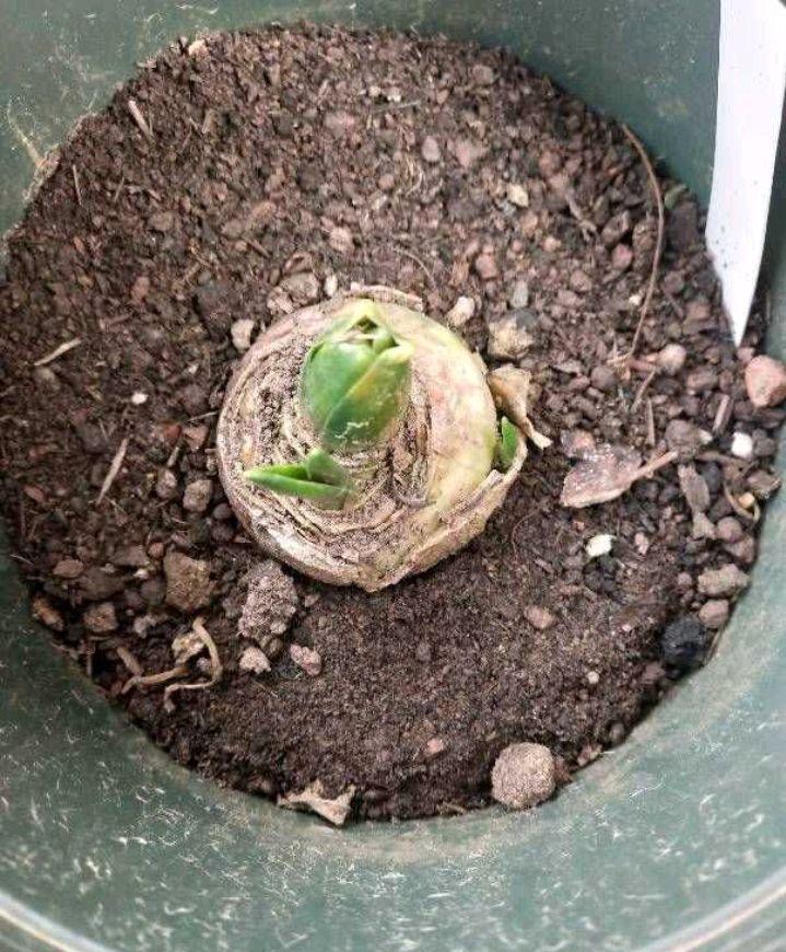 花朵凋謝后的風(fēng)信子怎么養，開(kāi)花后第二年還能開(kāi)花嗎，風(fēng)信子第二年能復花嗎？