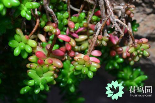 虹之玉開(kāi)花嗎，虹之玉開(kāi)花圖片欣賞？