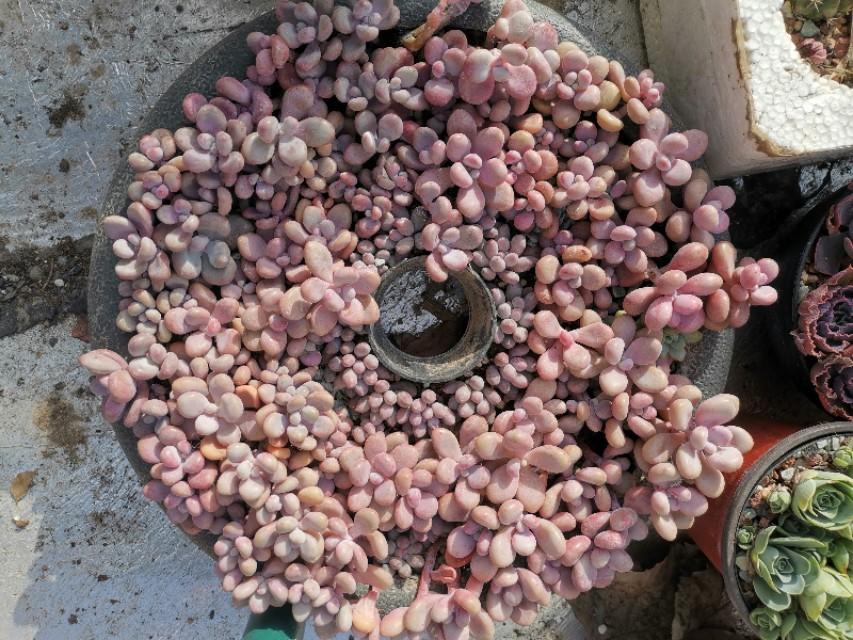 虹之玉怎么澆水，黃麗多肉植物圖片？