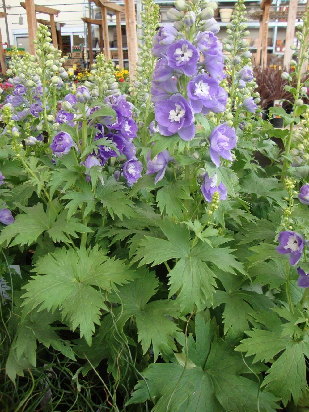 飛燕草的種植方法，冬天能過(guò)冬嗎，大花飛燕草怎么過(guò)冬？