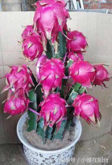 火龍果扦插后多久可以澆水，扦插多久結果，火龍果扦插后要澆水嗎？