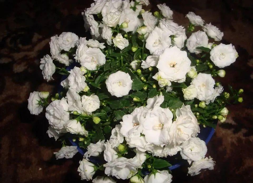 風(fēng)鈴草的繁殖方法，丹麥風(fēng)鈴草開(kāi)完花就不要了嗎？