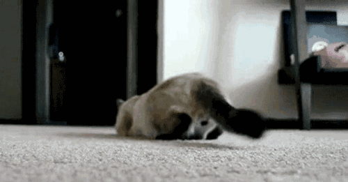 有價(jià)值三四百的貓嗎（三四百能買(mǎi)什么貓）