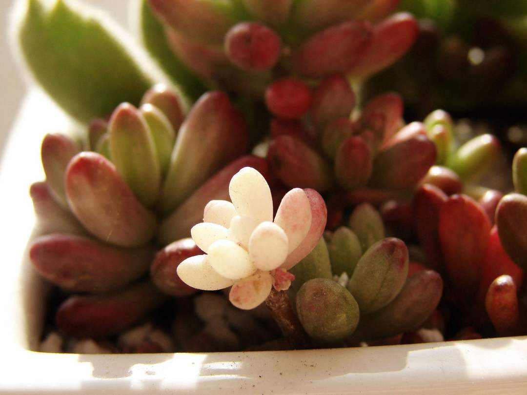 虹之玉徒長(cháng)怎么辦，虹之玉徒長(cháng)嚴重圖片？