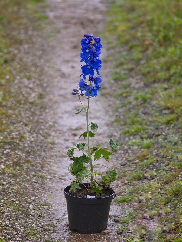 飛燕草的種植方法，冬天能過(guò)冬嗎，大花飛燕草怎么過(guò)冬？