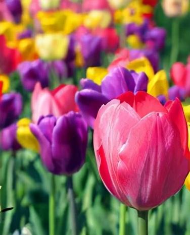 風(fēng)信子怎么度過(guò)冬天，冬天會(huì )被凍死嗎，風(fēng)信子冬季可以放室外？