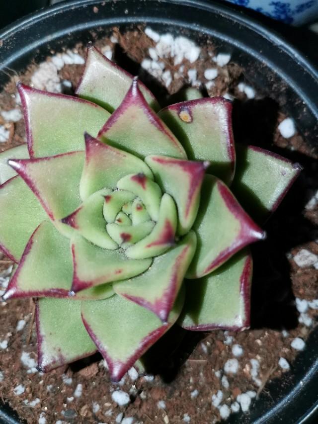 虹之玉怎么澆水，黃麗多肉植物圖片？