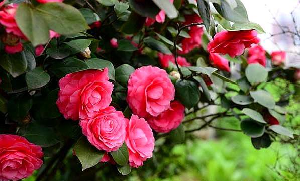 鳳仙花怎么修剪，什么季節可以修剪，鳳仙花哪個(gè)季節開(kāi)放？