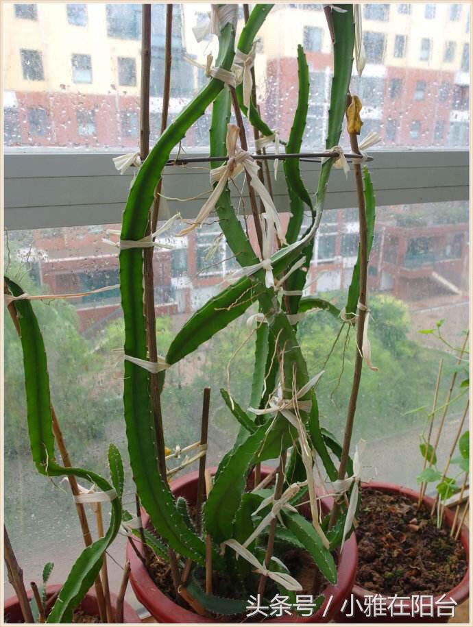 火龍果扦插后多久可以澆水，扦插多久結果，火龍果扦插后要澆水嗎？