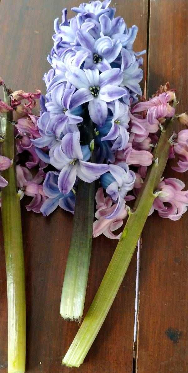 花朵凋謝后的風(fēng)信子怎么養，開(kāi)花后第二年還能開(kāi)花嗎，風(fēng)信子第二年能復花嗎？