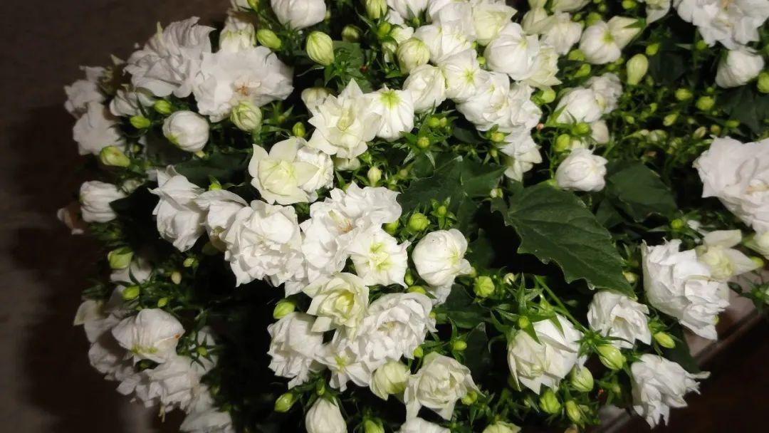 風(fēng)鈴草的繁殖方法，丹麥風(fēng)鈴草開(kāi)完花就不要了嗎？