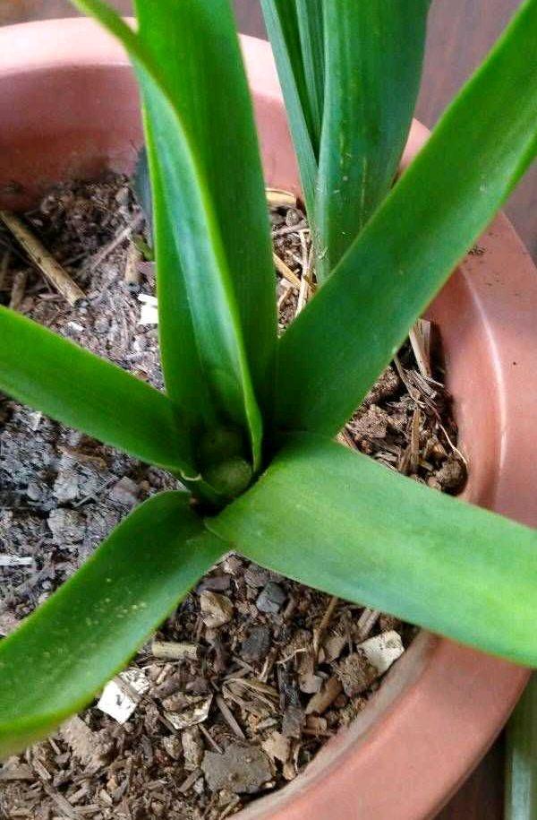 花朵凋謝后的風(fēng)信子怎么養，開(kāi)花后第二年還能開(kāi)花嗎，風(fēng)信子第二年能復花嗎？