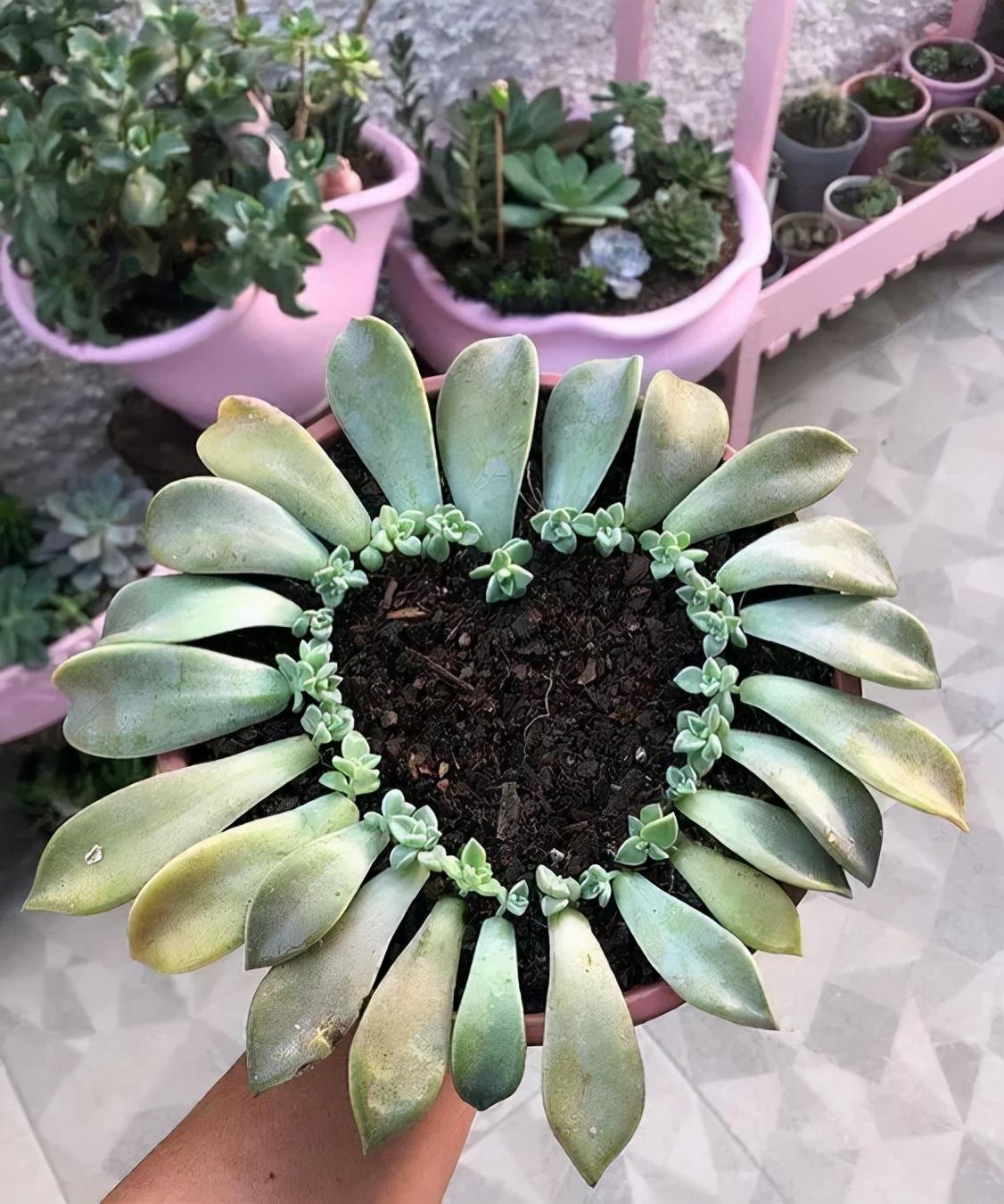 虹之玉的繁殖方法大全，虹之玉怎么葉插繁殖？