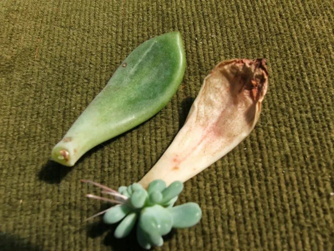 虹之玉的繁殖方法大全，虹之玉怎么葉插繁殖？