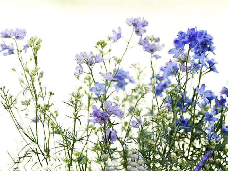 飛燕草如何施肥，大花飛燕草怎么過(guò)冬？