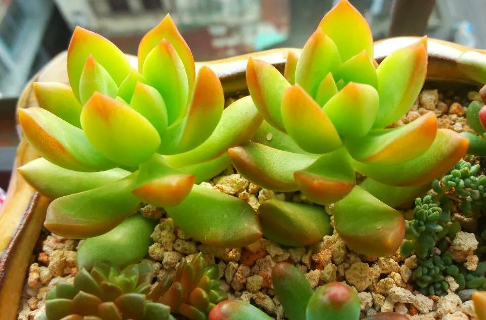 黃麗什么時(shí)候開(kāi)花，黃麗多肉怎么養才漂亮？