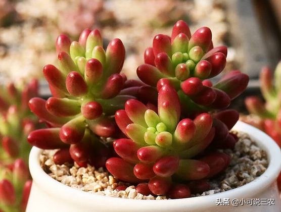 虹之玉長(cháng)高了怎么修剪，虹之玉一碰就掉葉子？