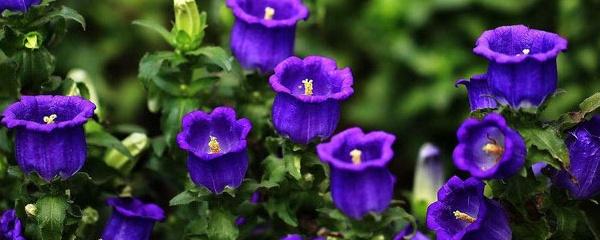 風(fēng)鈴草怎么施肥，風(fēng)鈴草的樣子？