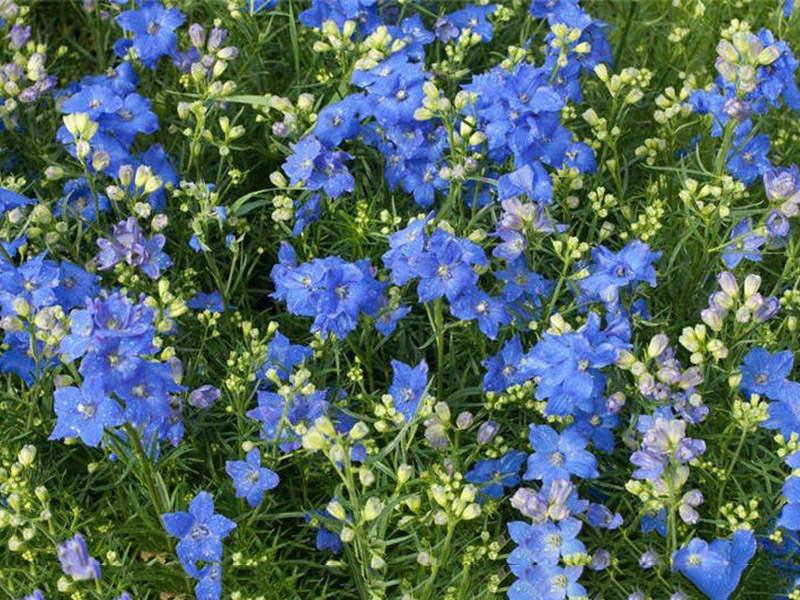 飛燕草如何施肥，大花飛燕草怎么過(guò)冬？