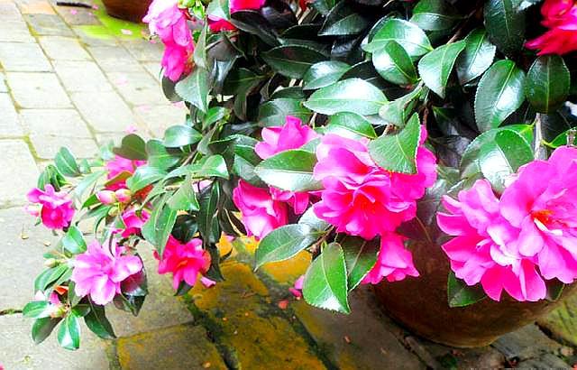 鳳仙花怎么修剪，什么季節可以修剪，鳳仙花哪個(gè)季節開(kāi)放？