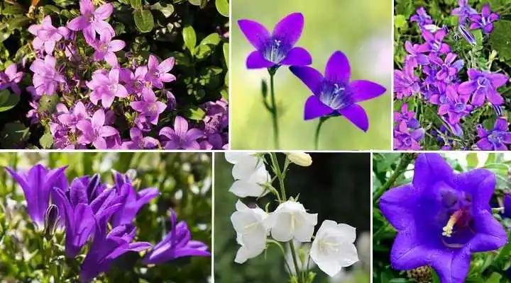 風(fēng)鈴草的繁殖方法，丹麥風(fēng)鈴草開(kāi)完花就不要了嗎？